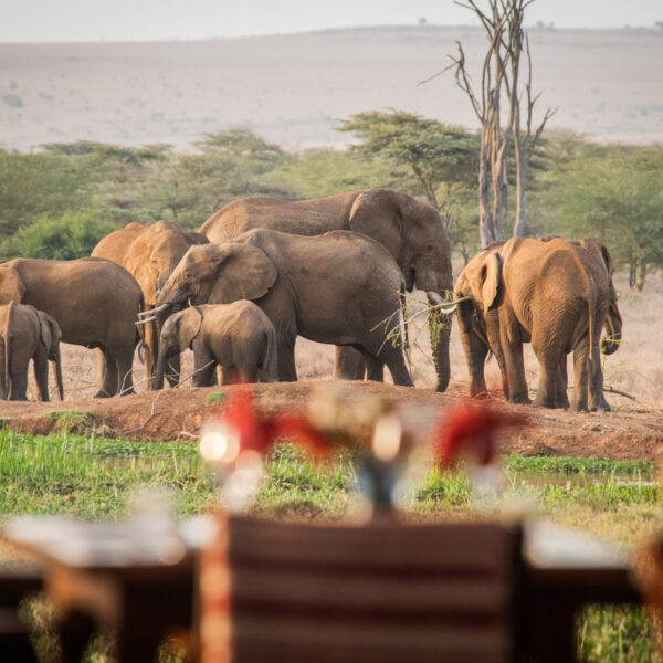 KENYA DELIGHT SAFARI